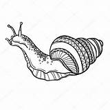 Colorare Snail Lumaca Lumache Disegnare Disegno Incantevole Letta sketch template