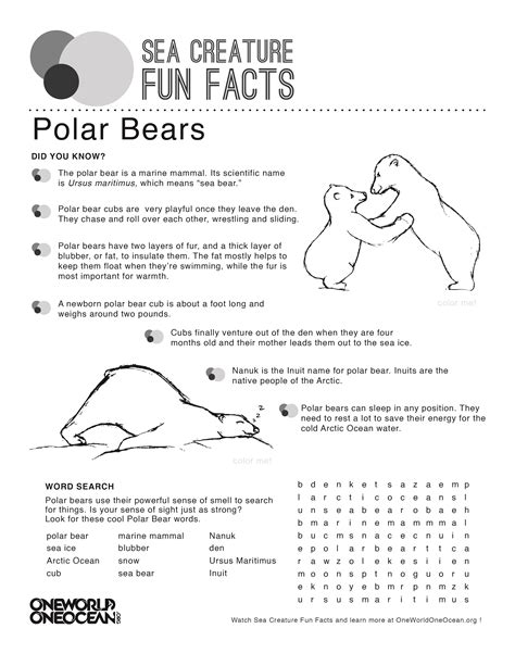 polar bear  world  ocean
