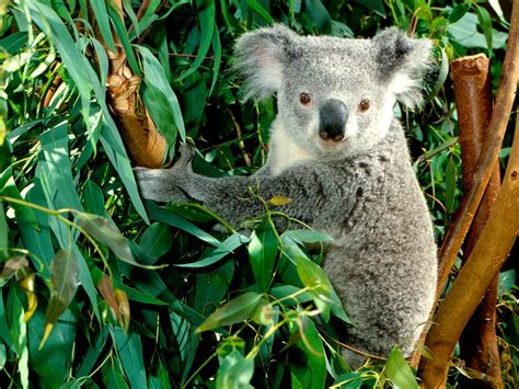 animal world koala facts info  beautiful photosimages