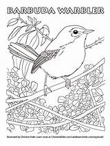 Coloring Birds Warbler Book Barbuda Caribbean Pages Bird Kids Warblers Children Pdf Hummingbirds Christineelder Sketch sketch template