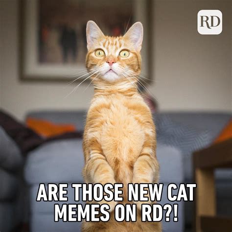 35 Cat Memes You Ll Laugh At Every Time Reader S Digest