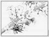 Prunus Blossom Coloring Designlooter Flowers Tree Pink sketch template