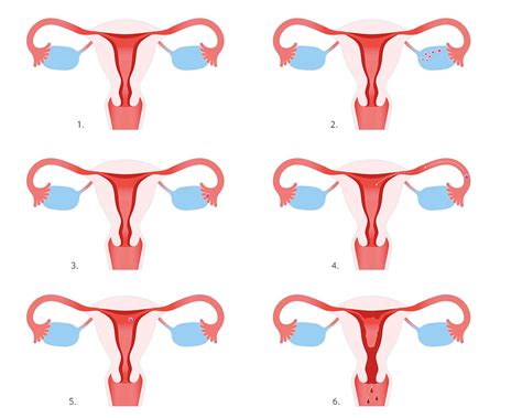 menstruationszyklus ablauf  passiert  deinem koerper
