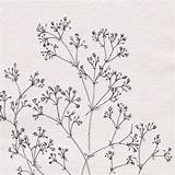 Babys Gypsophila 收藏自 sketch template