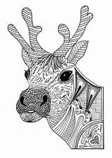 Reindeer Printable Ausmalen Reindeers Favecrafts Colouring Ausmalbilder Animals Dieren Irepo Primecp Adulte Adultcoloring Colorier sketch template