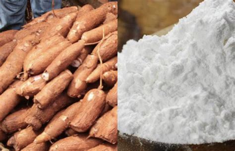 starch   nigeria imported   largest cassava
