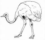 Ostrich Realistic sketch template