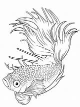 Fish Coloring Pages Betta Siamese Fighting Printable Tattoo Tattoos Splendens Drawings Recommended Drawing Lineart Coloringbay Choose Visit Color Watercolor Board sketch template