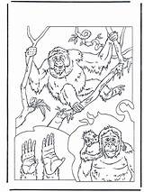 Apen Oetan Orang Affen Utan Outan Ausmalbilder Malvorlage Orangutan Dieren Monkeys Zoo Stap Oerang Colorare Dierentuin Jetztmalen Kleurplaatjes Stimmen Tiere sketch template