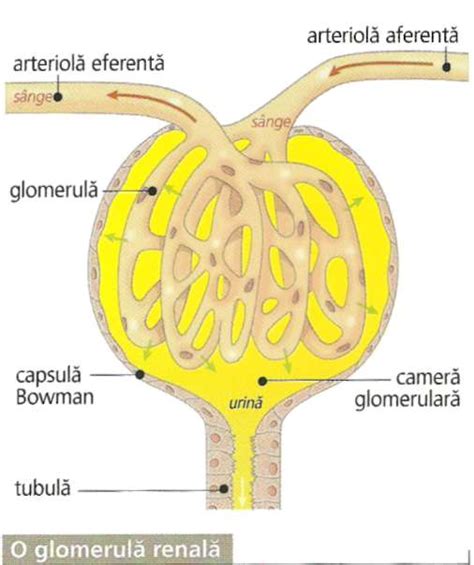 rinichiul corpul uman organe interne corpul uman informatii medicale diete de slabit