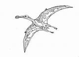 Pterosaur Colouring Sheet Pdf sketch template