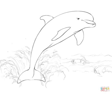 dolphin jumping  water coloring page  printable coloring pages