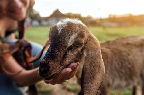 Beautiful Woman Farmer Feeding Small Goat In Countryside Concept Of