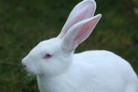 rabbit white ears big humane  photo  pixabay