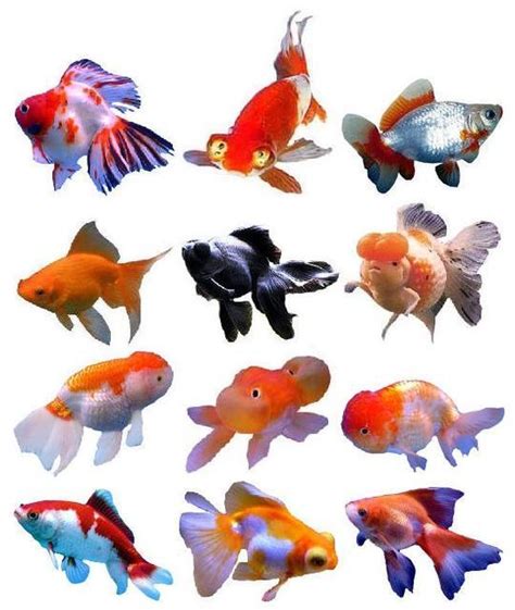 goldfish types list bing images japon baligi balik japonca