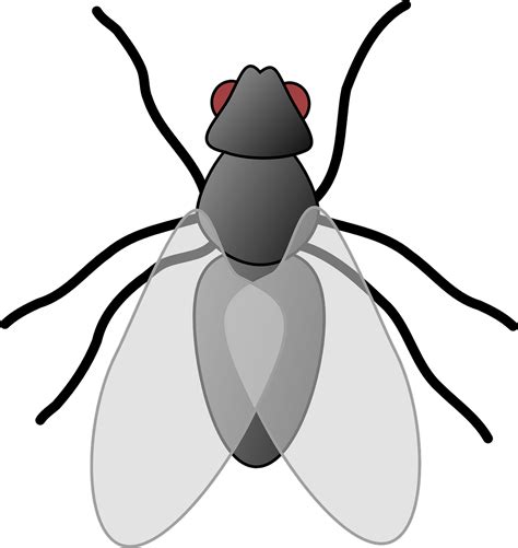 house fly insect  vector graphic  pixabay