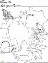 Symbols Kentucky State Worksheets Printables Kids Coloring Education sketch template
