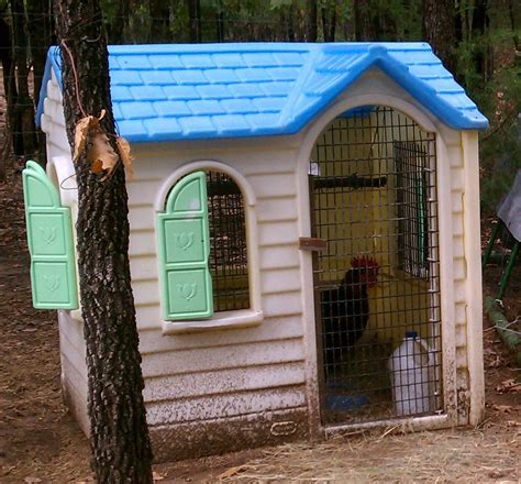 raising chickens   shoestring backyard chickens community