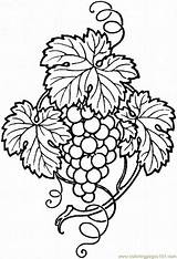 Grape Coloring Pages Grapes Vine Printable Vines Drawing Painting Designs Glass Outline Fall Fruit Coloringpages101 Food Clip Line Color Clipart sketch template