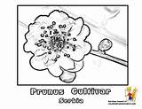 Prunus Blossom Coloring 32kb 612px sketch template