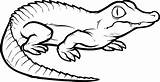 Coloring Crocodile Kids Animal Book Pages Ages Wild Cute sketch template