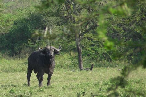 charging cape buffalo lake mburo black drongo flickr