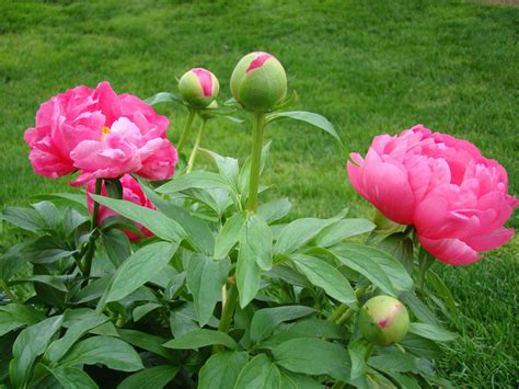 peony buds  stock photo public domain pictures
