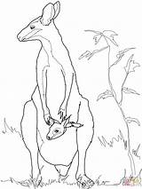 Wallaby Kangaroo Printmania Kangaroos Supercoloring Realistic sketch template