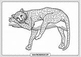 Leopardo Leopardos Rincondibujos Entradas Navegación sketch template