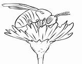Pollinator Onlycoloringpages sketch template