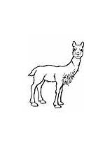 Vicuna Coloring Pages Animals sketch template