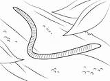 Worm Coloring Pages Worms Printable Preschoolers Supercoloring Earthworm Kids Wiggler Red Farah Learning Source Fun sketch template