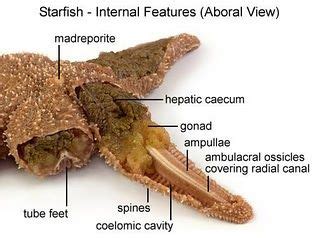 sea star anatomy anatomy  physiology organic chemistry invertebrates