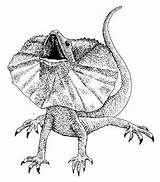 Drawing Lizard Frill Lizards Australian Necked Drawings Toad Animals Google Horned Search Frilled Neck Animal Sketches Tattoo Reptiles Wildlife Au sketch template
