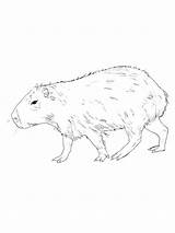 Capybara sketch template