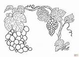 Uva Grapes Stampare Vine Supercoloring Grapevine sketch template