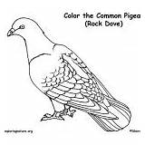 Coloring Birds Pigeon Dove Common Rock Category sketch template