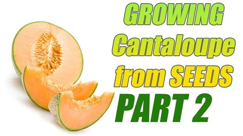grow cantaloupe  seeds part  youtube