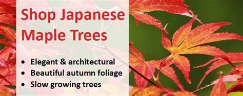 How To Prune Japanese Maple Trees Jacksons Nurseries