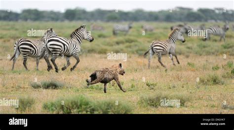 hyena chasing  zebra herd serengeti tanzania stock photo alamy