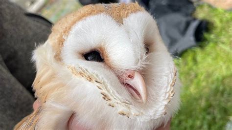 barn owl numbers   rise  northern ireland bbc news