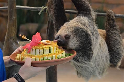 Two Toed Sloth Celebrates Her Birthday With A Socially Distanced Party