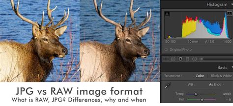 raw image format  photography  raw  jpeg picture profiles