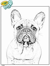 Bulldog Crayola sketch template