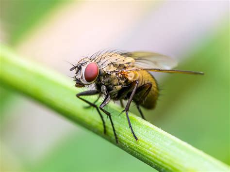 fruit fly smell earthcom
