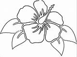 Hibiscus Getdrawings Wecoloringpage Indiaparenting Bindweed sketch template