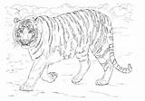 Coloring Tiger Siberian Pages Getcolorings Format Vector Eps Color sketch template