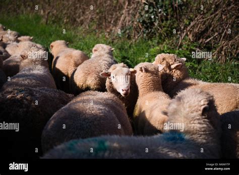 herding sheep uk  res stock photography  images alamy
