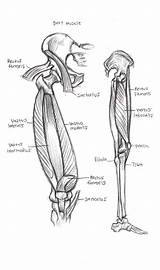 Leg Bulkcolor Anatomi sketch template