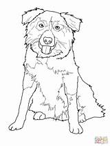 Dog Collie Border sketch template